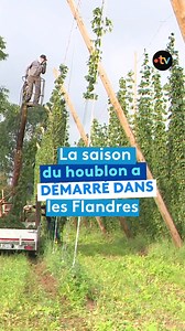 Pour récolter le houblon, l’or vert des Flandres, il faut une certaine dextérité, de l'équilibre et surtout ne pas avoir le vertige. La culture est exigeante, mais le terroir flamand idéal. « On a besoin d'avoir une certaine résistance dans le sol et nous on a de la chance, c'est de la terre argileuse, donc ça retient l'eau, les racines sont très profondes ». C’est le début de la campagne de récolte du houblon dans les Flandres. Une culture traditionnelle qui après avoir été décimée dans les ann