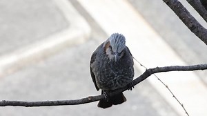 ヒヨドリ