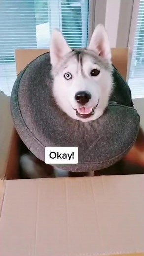 Returning My Husky Because She's Broken