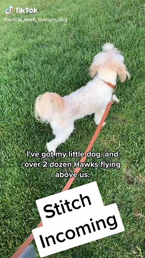 Can Hawks Carry Small Dogs? Understanding the Risk for Small Breeds