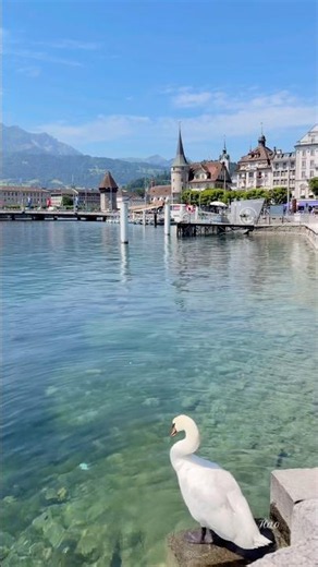 A Peaceful Morning at Lake Lucerne 🦢🇨🇭