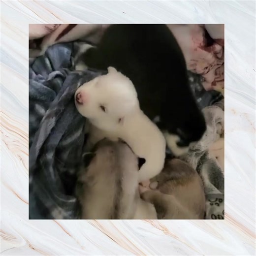 Another one of the gemstone litter is not doing so good. Little Topaz is being rushed to Urgent Care right now, so we are asking for prayers for the little guy. #fyhtopaz #fyhpreciousgemstonelitter This will be an unexpected, added expense, so if you’d like to donate, below are the links of love: Venmo @donations-fyhfoundation Zelle 302-897-0972 PayPal https://www.paypal.me/fyhar Amazon Wishlist https://www.amazon.com/hz/wishlist/ls/2P262OL32PEW1?ref_=wl_share | Follow Your Heart Animal Rescue