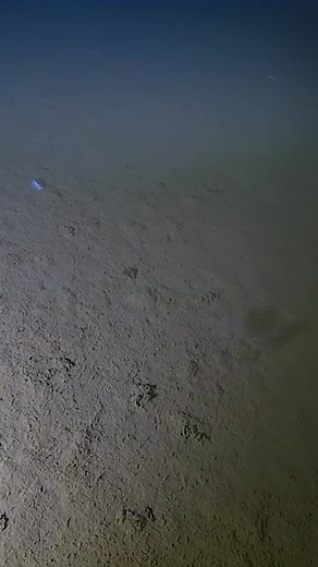 Here’s what we found living 13,000 feet deep in the Mariana Trench. 🌊 | Science Channel