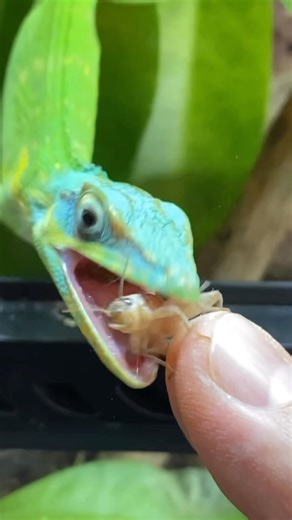 A little crunchy cricket ASMR 🦗💥🦎! Hand feeding my male juvenile blue beauty anole (Anolis equestris potior) a few crickets. I’ve been working with my pair since I received them back in the summer and have slowly conditioned them to become tolerant of hand feeding and not shying away from my presence, despite the timid and more defensive nature of this subspecies of Anolis. Patience, perseverance, love for the animals and hard work are slowly paying off! • #reptiliatus #lizard #pet #reptile #