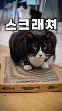 How to use cat scratchers infinitely