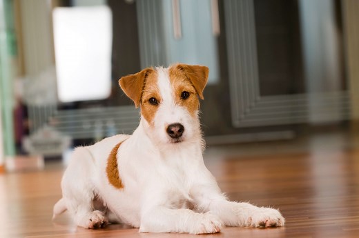 Parson Russell Terrier Steckbrief | mein-haustier.de