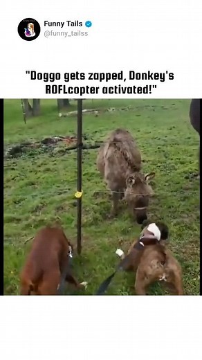 🅵🆄🅽🅽🆈_🆃🅰🅸🅻🆂🆂 | Donkey hilarious laugh when dog get electric fence shock #donkeyfunny #dogsofworld #funnyanimalsvideos #viralpets #memesonanimals | Instagram