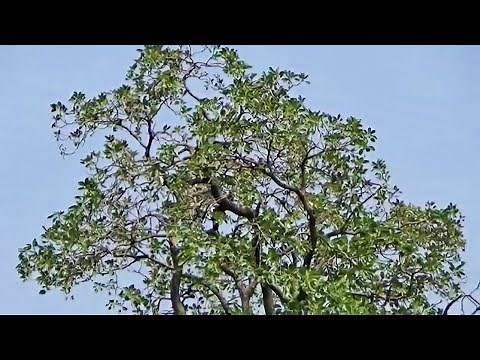 Medicinal Tree Behada or Terminalia bellirica, "Bahera" or Beleric or bastard myrobalan