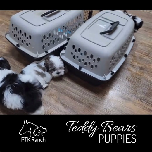 These Teddy Bear puppies are our newest obsession too. Outings, early socialization, and our PupStart program help them build confidence and curiosity from the start, so they’re ready to fit right in when they come home. #TeddyBearPuppies #PuppySocialization #PTKRanchPupStart #ConfidentPuppies #LowShedLove #HealthyHappyPuppy #PTKRanch #PuppyObsession | PTK Ranch