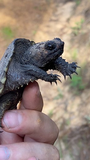 20K views · 232 reactions | I found this adorable baby common snapping turtle crossing a dirt road in Florida.  | Justin Doll | Facebook