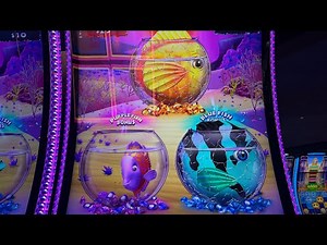 This Gold Fish Deluxe is ready to explode again!
