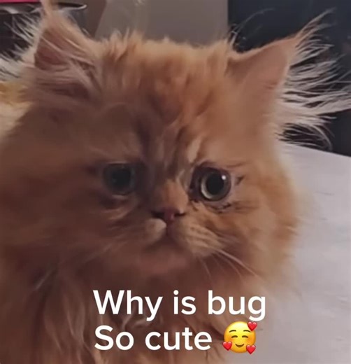 The Cuteness of Bugs Explained