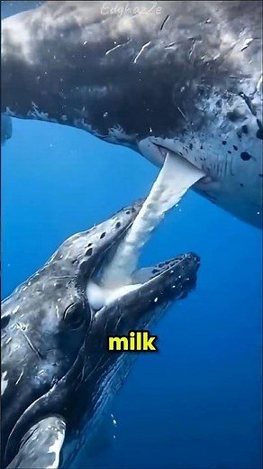 The Strange Way Whales Breastfeed Underwater 🐳
