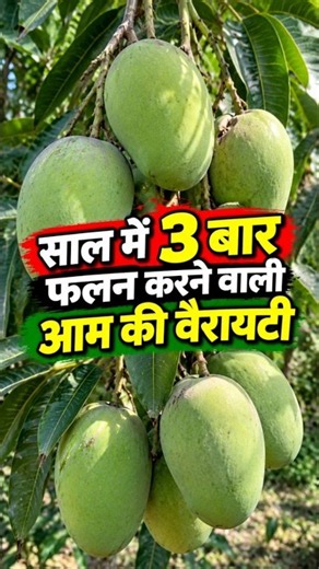 एक ही पेड़ पर आमों का बंपर उत्पादन! देखकर रह जाएंगे हैरान 😱🥭5 #MangoTree #MangoFarming #FruitPlants