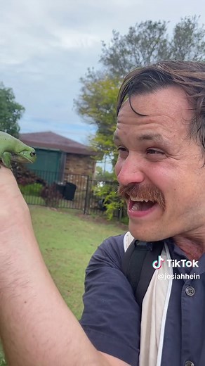 Australian Green Tree Frogs: A Closer Look