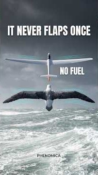 How an albatross flies 10,000 km without flapping