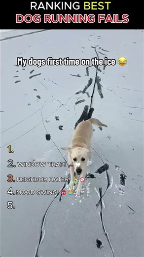 POV: These DOGS forgot how to BRAKE! 🐕💨 WAIT FOR #1! 🤣