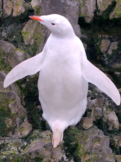 Discover the Unique Gentoo Penguin with Leucism