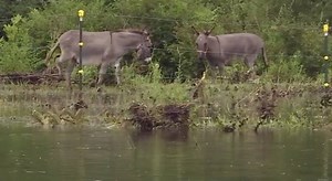 Donkeys stranded by flooding in Kanabec County