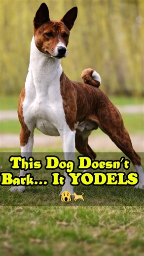 Meet the Barkless Hunter of Africa 🐕 . . . #Basenji #RareDogs #DogFacts #DogTok #DogReels #DoggyDiscovery #DogLovers #PetEducation | Doggy Discovery