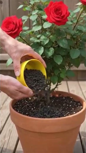 Best fertilizer for Rose plant #fertilizer #roseplant #Rose #Flower