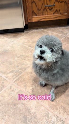 Leg warmers = A MUST😍 #cold #legwarmers #dogtok #dogsoftiktok | leg warmers