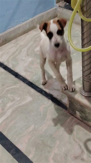 CHOTU KI SHARARTE😂#dog #streetanimals #streetdogs #cat #kitten #cute #viral #utube #shorts#trend #yt