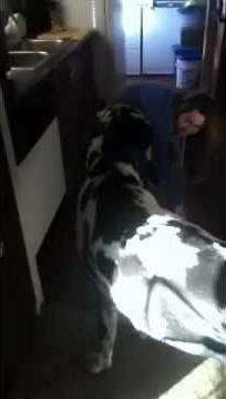 Riding great Dane