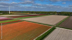 Tulips growing in agricultural fields in the Noordoostpolder in Flevoland The Netherlands, during springtime seen from above. The Noordoostpolder is a polder in the former Zuiderzee designed initially