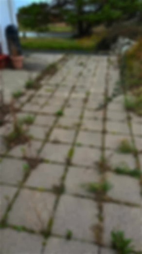 From dirty to spotless 🌿✨ We cleaned this patio with pure pressure power 💦 #EmilyCleaning We make patios shine again 😍 ✅ Professional exterior cleaning ✅ Donegal & Sligo area 📞 353 894624450 | 🌐 emilycleaning.irish #CleaningReels #BeforeAfter #OutdoorCleaning #PatioWash #CleaningServices #DonegalBusiness #PressureWash #CleaningCompany #IrishHomes | Emily Cleaning