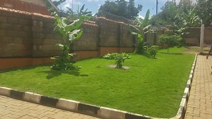 THE RAIN IS BACK..... Quality hybrid natural grass & white stones for sale...imported from south africa. It doesnt itch.This grass makes your compound look like a neat green carpet...it does not require regular mowing and can withstand all weather(draught resistant)..55,000 per sack...0700732392[whatsap me 4 piks & videos] Contanct us for all your compound needs WE DESIGN COMPOUNDS OF THE HIGHEST STANDARDS PLUS LEVELING If u r upcountry we send it by bus E.K compund designers For a lovely and a 
