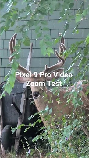 Google Pixel 9 Pro Camera Test - ZOOM #pixel9pro #cameratest #zoom #googlepixel #pixelcamera #pixel