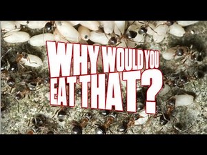 Escamoles aka Fried Ant Larvae - Why Would You Eat That?