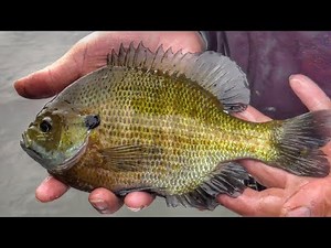 How to Find and Catch Summer Bluegill