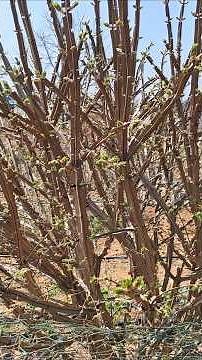 화살나무의 놀라운 효능(학명: Euonymus alatus (Thunb.) Siebold영문명: Winged Euonymus / Burning Bush)