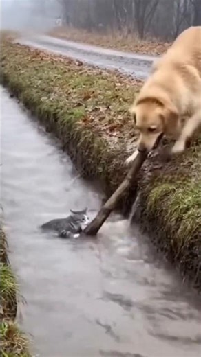 When Animals Save Each Other - You Won't Believe