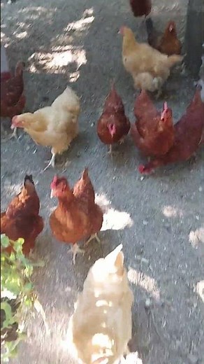 🐔🥊 Ultimate Chicken Fight Training: Cluckin' Showdown! 🥋🐓#chickenfight #chickens #shorts