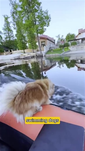 Funny Swimming Dogs Compilation