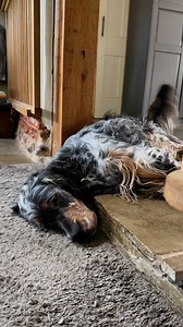 Elmo is tired now 🤣 | The Daily Hobson