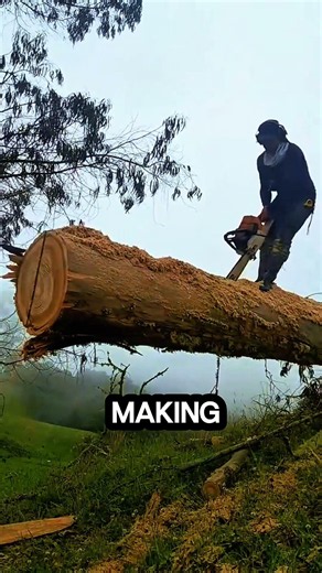 This wood splitting is very risky #chainsaw #sawblade #treecutting #logging #woodworking