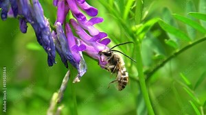 bees collect honey from Hairy Vetch (Vicia villosa) flowers
