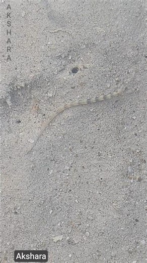 Dragonface Pipefish island🏝 #liveaquaria #shorts #reeftank #aquariumhobby #saltwateraquarium