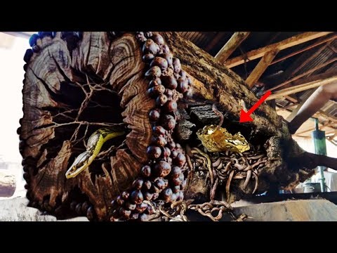 American President finds treasure while sawing the oldest oak tree in a lumber mill || Sawmill