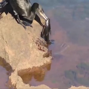 Herons eat fish by the river… | Animals World