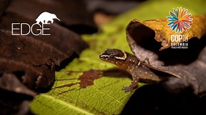 🇨🇴 Hear all the answers to these questions and more from our Colombian EDGE conservationists driving the recovery of species on the verge of extinction at #ColombiaCOP16 📅 Friday 25 October 🕘 10:10 Colombia Time 📍 Blue Zone - Sanquianga GRULAC Meeting Room, Plaza One 👤 Hosted by our CEO Matthew Gould 🔗 https://ow.ly/AQ9G50TRqYy Want to learn more ahead of the side event? Explore the species and conservation through in our ZSL EDGE of Existence programme: https://www.zsl.org/what-we-do/con