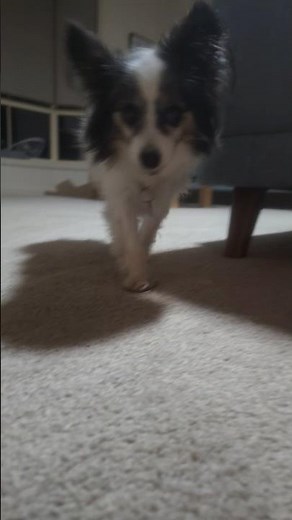 Dog sniffing camera #dog #pet #funny #animal #puppy #fyp #sniffing #sniff #nose #sniffer