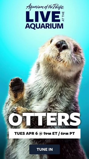 Join us #LiveOnTikTok Tuesdays at 6PM Pacific! 👏🦦👏 #otter #aquariumofthepacific