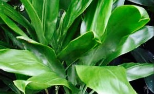 Ti Leaf: Canoe Plant of Ancient Hawai‘i | Big Island Now
