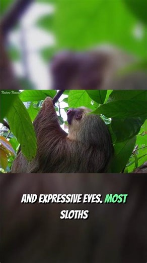 Sloth Anatomy: Claws, Fur, and Camouflage Secrets #shorts