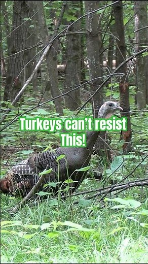 How I get turkeys to run toward me #hunting #tips #outdoors